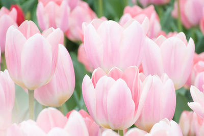 Close-up of pink tulips