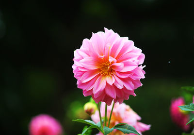 Close-up of pink flower