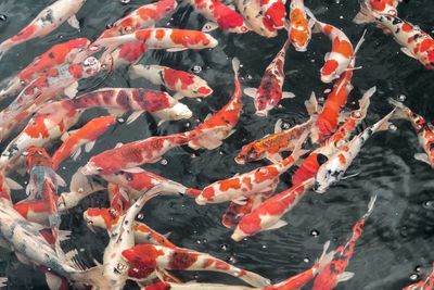 High angle view of koi carps swimming in the pond