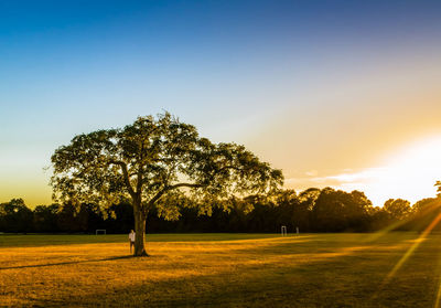 Trees on field against clear sky during sunset