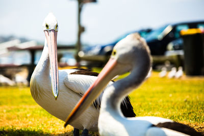 Close-up of pelican on field