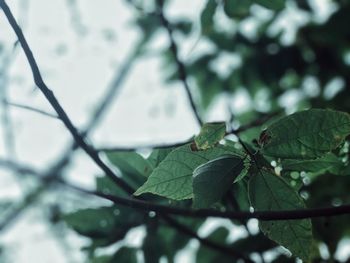 Low angle view of insect on branch