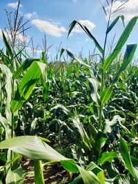 Plants growing on field against sky