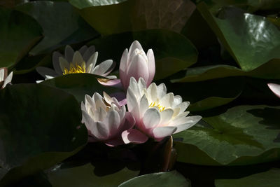 Close-up of lotus water lily in lake