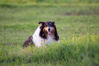 Beautiful tricolored long-haired collie lying down in grass contentedly looking straight ahead 