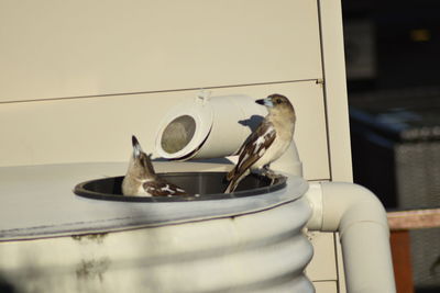 Close-up of bird