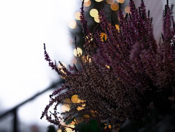 Close-up of purple flowering plants