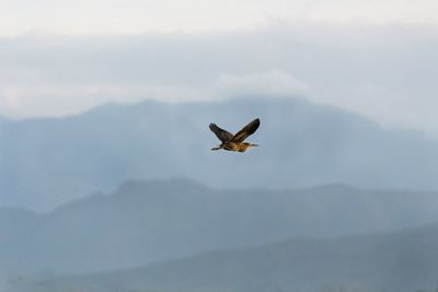 Low angle view of eagle flying in sky