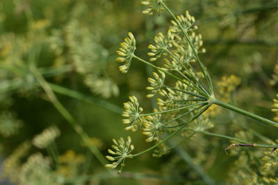 Close-up of flowering plant