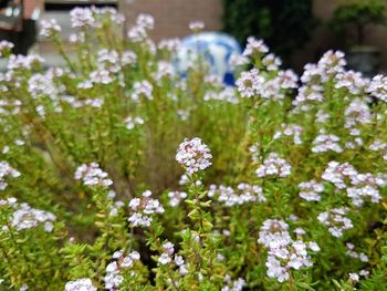 Close-up of white flowering plants