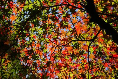 Low angle view of trees
