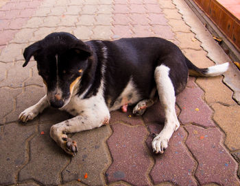 High angle view of stray dog relaxing on footpath