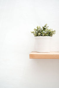 Potted plant against white wall