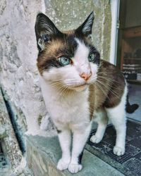 Portrait of cat