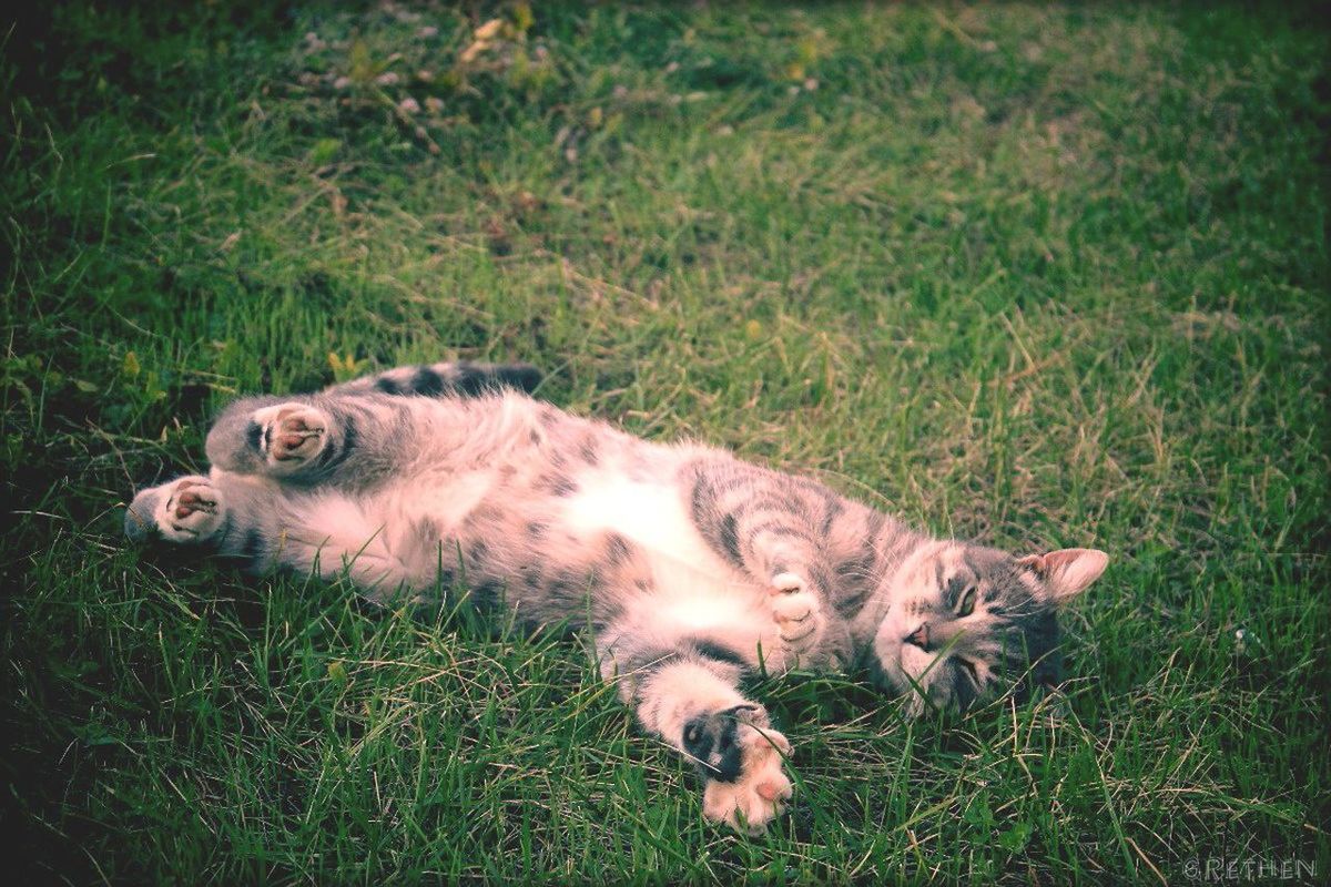 grass, domestic animals, animal themes, pets, mammal, grassy, one animal, field, dog, relaxation, lying down, high angle view, green color, looking at camera, resting, domestic cat, relaxing, cat, portrait, lawn