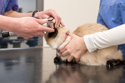 Midsection of a hand holding an animal