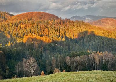 Scenic view of forest against sky during autumn