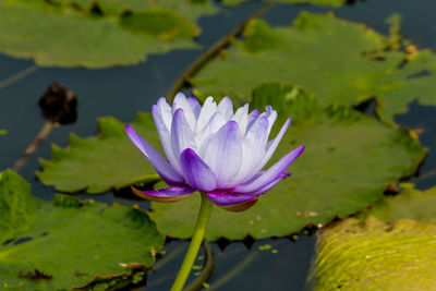 Close-up of water lily in pond