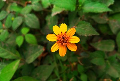 Close-up of yellow flowering plant