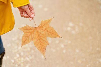 Cropped hand holding autumn leaf