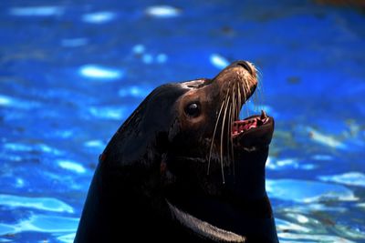 Close-up of sea lion