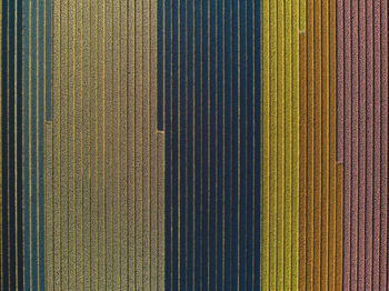 Full frame shot of colorful flowers growing on field