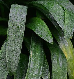 Close-up of wet green leaves