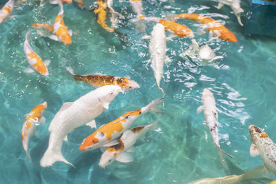 High angle view of koi carps swimming in pond