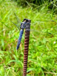 Close-up of dragonfly on plant