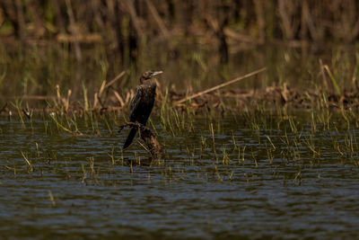 Bird perching on a lake