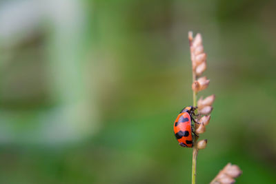 Close-up of ladybug on leaf