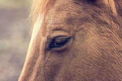 horse