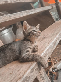 High angle portrait of a cat