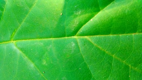 Full frame shot of green leaves