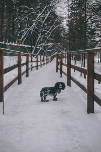 View of a dog on snow covered landscape