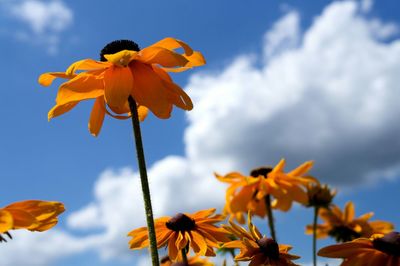 Low angle view of yellow flower against clear sky