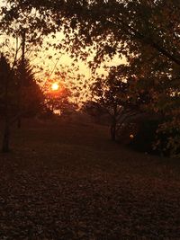 Silhouette trees against sky at night