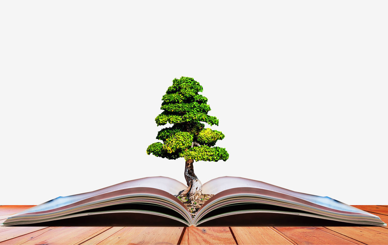 LOW ANGLE VIEW OF POTTED PLANTS AGAINST CLEAR SKY