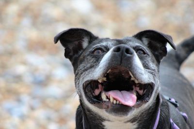 Close-up portrait of a dog