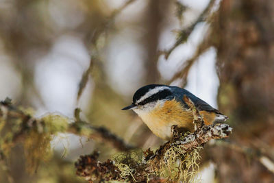 Close-up of a bird perching on branch