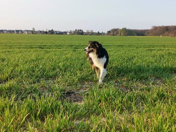 Dog looking away on field