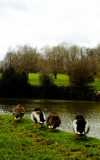 View of ducks on lakeshore