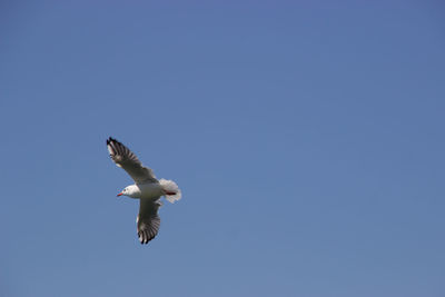 Low angle view of eagle flying against clear blue sky