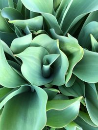 Full frame shot of succulent plant
