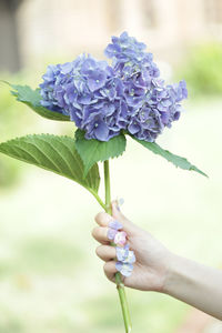 Close-up of hand holding purple flowering plant