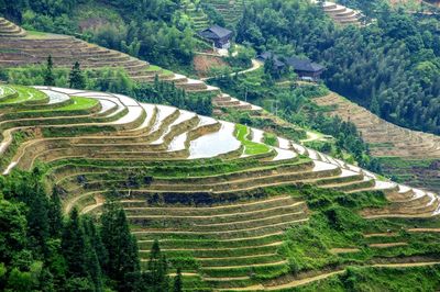 High angle view of rice field