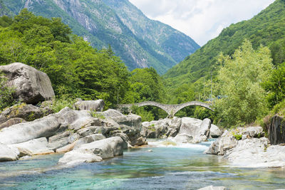 Scenic view of river amidst trees in forest