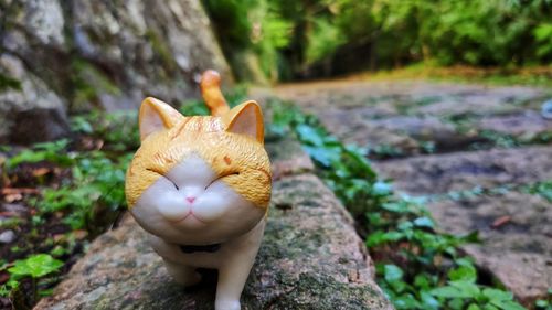 Close-up of a cat on rock