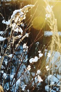 Close-up of snow on tree