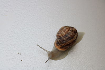 Close-up of snail